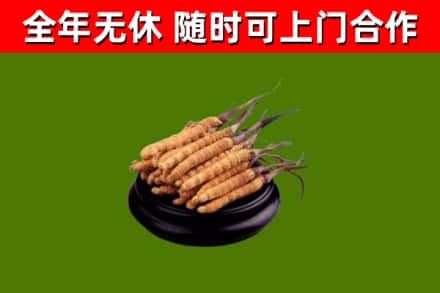 东阿县烟酒回收冬虫夏草.jpg